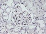 MEIS3 Antibody in Immunohistochemistry (Paraffin) (IHC (P))
