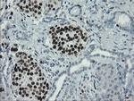 MAFB Antibody in Immunohistochemistry (Paraffin) (IHC (P))