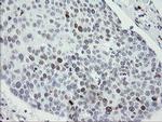 MAFB Antibody in Immunohistochemistry (Paraffin) (IHC (P))