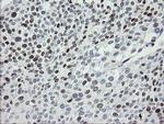 MAFB Antibody in Immunohistochemistry (Paraffin) (IHC (P))