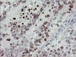 MAFB Antibody in Immunohistochemistry (Paraffin) (IHC (P))