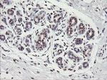 TLE1 Antibody in Immunohistochemistry (Paraffin) (IHC (P))