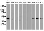 DPPA2 Monoclonal Antibody (OTI1G10)