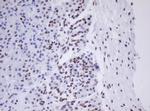 MORF4 Antibody in Immunohistochemistry (Paraffin) (IHC (P))