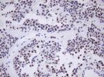 MORF4 Antibody in Immunohistochemistry (Paraffin) (IHC (P))