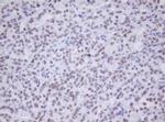 MORF4 Antibody in Immunohistochemistry (Paraffin) (IHC (P))