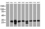 MORF4 Antibody in Western Blot (WB)