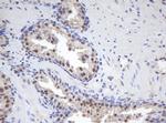 MORF4 Antibody in Immunohistochemistry (Paraffin) (IHC (P))