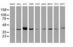 A4GNT Antibody in Western Blot (WB)