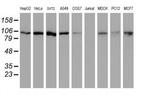 Cullin 4B Antibody in Western Blot (WB)