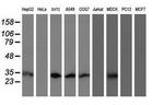 MTIF3 Antibody in Western Blot (WB)