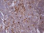 IDH1 Monoclonal Antibody (OTI24A2)