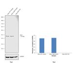 IDH1 Antibody in Western Blot (WB)