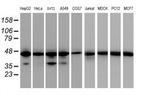 IDH1 Antibody in Western Blot (WB)