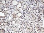 MORF4 Antibody in Immunohistochemistry (Paraffin) (IHC (P))