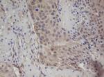 ZFAND5 Antibody in Immunohistochemistry (Paraffin) (IHC (P))