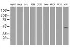 PRR11 Antibody in Western Blot (WB)