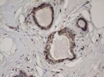 HBS1L Antibody in Immunohistochemistry (Paraffin) (IHC (P))