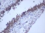 DDX59 Antibody in Immunohistochemistry (Paraffin) (IHC (P))
