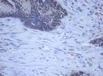 DDX59 Antibody in Immunohistochemistry (Paraffin) (IHC (P))