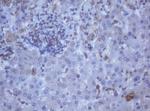 DDX59 Antibody in Immunohistochemistry (Paraffin) (IHC (P))