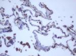 DDX59 Antibody in Immunohistochemistry (Paraffin) (IHC (P))