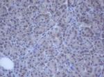 DDX59 Antibody in Immunohistochemistry (Paraffin) (IHC (P))