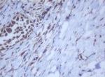 DDX59 Antibody in Immunohistochemistry (Paraffin) (IHC (P))