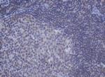 DDX59 Antibody in Immunohistochemistry (Paraffin) (IHC (P))