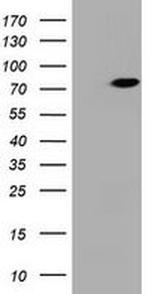 HBS1L Antibody in Western Blot (WB)