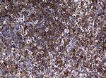 RASGRP3 Monoclonal Antibody (OTI2C11)