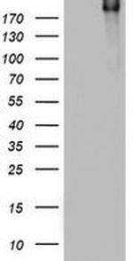 DOCK8 Monoclonal Antibody (OTI8D9)