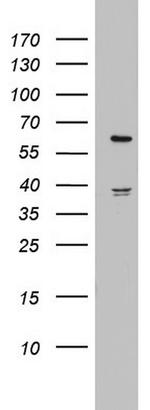 HMGXB4 Antibody in Western Blot (WB)