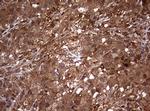 USP44 Antibody in Immunohistochemistry (Paraffin) (IHC (P))