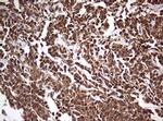 USP44 Monoclonal Antibody (OTI1A9)