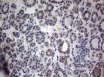PEG3 Antibody in Immunohistochemistry (Paraffin) (IHC (P))