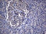 PEG3 Antibody in Immunohistochemistry (Paraffin) (IHC (P))