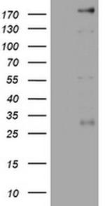 PEG3 Antibody in Western Blot (WB)