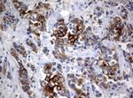 BNIP1 Monoclonal Antibody (OTI2B3)
