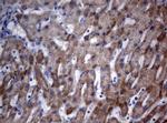 OXSM Antibody in Immunohistochemistry (Paraffin) (IHC (P))