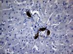 BNIP1 Antibody in Immunohistochemistry (Paraffin) (IHC (P))
