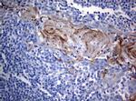 BNIP1 Antibody in Immunohistochemistry (Paraffin) (IHC (P))