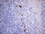 TGIF Antibody in Immunohistochemistry (Paraffin) (IHC (P))