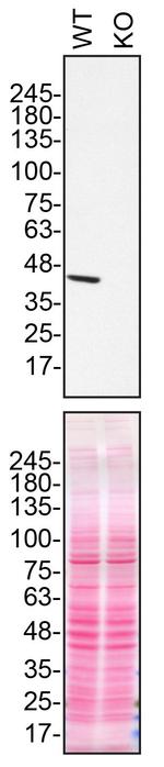 NDUFS2 Antibody in Western Blot (WB)