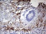 SPATA2L Antibody in Immunohistochemistry (Paraffin) (IHC (P))