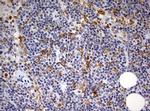 SPATA2L Antibody in Immunohistochemistry (Paraffin) (IHC (P))