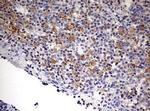 SPATA2L Antibody in Immunohistochemistry (Paraffin) (IHC (P))