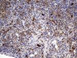 TGIF Antibody in Immunohistochemistry (Paraffin) (IHC (P))