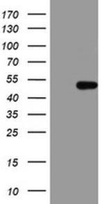 HMBS Monoclonal Antibody (OTI1F1)