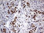 PARN Antibody in Immunohistochemistry (Paraffin) (IHC (P))